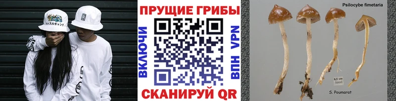 Псилоцибиновые грибы мицелий Гдов